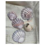 Seashells lot