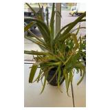 Large live aloe plant