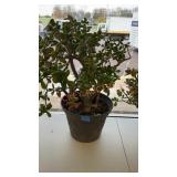 Large live jade plant