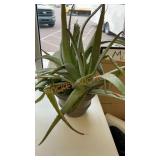 Large live aloe plant