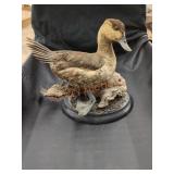 Vintage taxidermy duck mount
