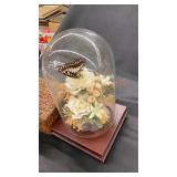 Hand carved wooden box and taxidermy butterfly