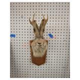 Taxidermy jackalope