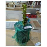 Real live plant