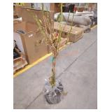 Live Triple Twist Braided Hibiscus Shrub