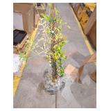 Live Carolina Jessamine Plant