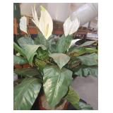 Sold As Is Where Is No Guarantees No Returns,