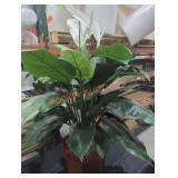 Sold As Is Where Is No Guarantees No Returns,