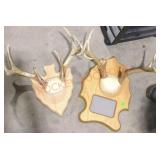 Deer horns mounts