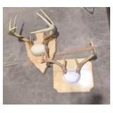 Deer horns mounts