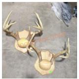 Deer horns mounts