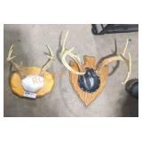 Deer horns mounts