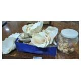 Seashell Lot