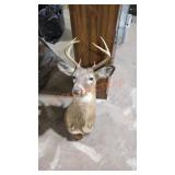Taxidermy white tail deer head