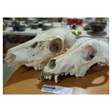 Pair of Coyote Skulls