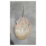Preserved Horshoe Crab Molt