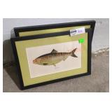 Framed fish prints