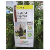 Live Leyland Cypress