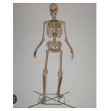 12ft Skelly with Servo