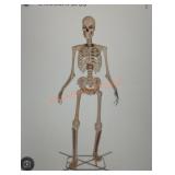 12ft Skelly with Servo