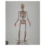 12ft Skelly with Servo