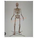 12ft Skelly with Servo