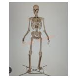 12ft Skelly with Servo