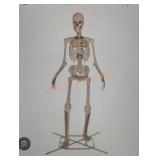 12ft Skelly with Servo