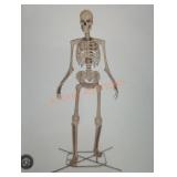 12ft Skelly with servo