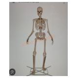 12ft Skelly with Servo