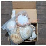 Sea shell box lot