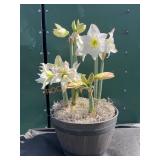 Large 15� 4-Bulb Live Amaryllis Planter Large 15� 4-Bulb Live Amaryllis Planter