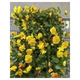 Flat Of Large Violas