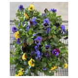 Flat Of Large Pansies