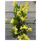 Flat Of Daffodils