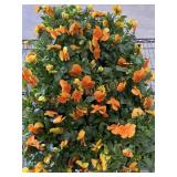 Flat Of Large Violas