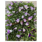 Flat Of Large Violas