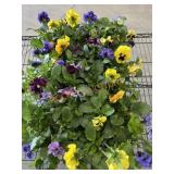 Flat Of Large Pansies