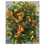 Flat Of Large Violas
