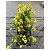 Flat Of Daffodils