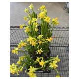 Flat Of Daffodils