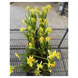 Flat Of Daffodils