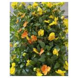 Flat Of Large Violas