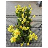 Flat Of Daffodils