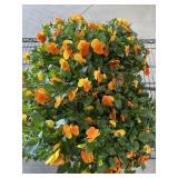 Flat Of Large Pansies