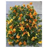 Flat Of Large Violas