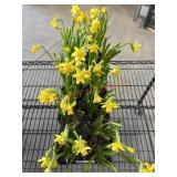 Flat Of Daffodils