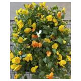 Flat Of Large Violas