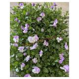 Flat Of Large Violas