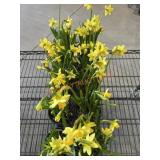 Flat Of Daffodils